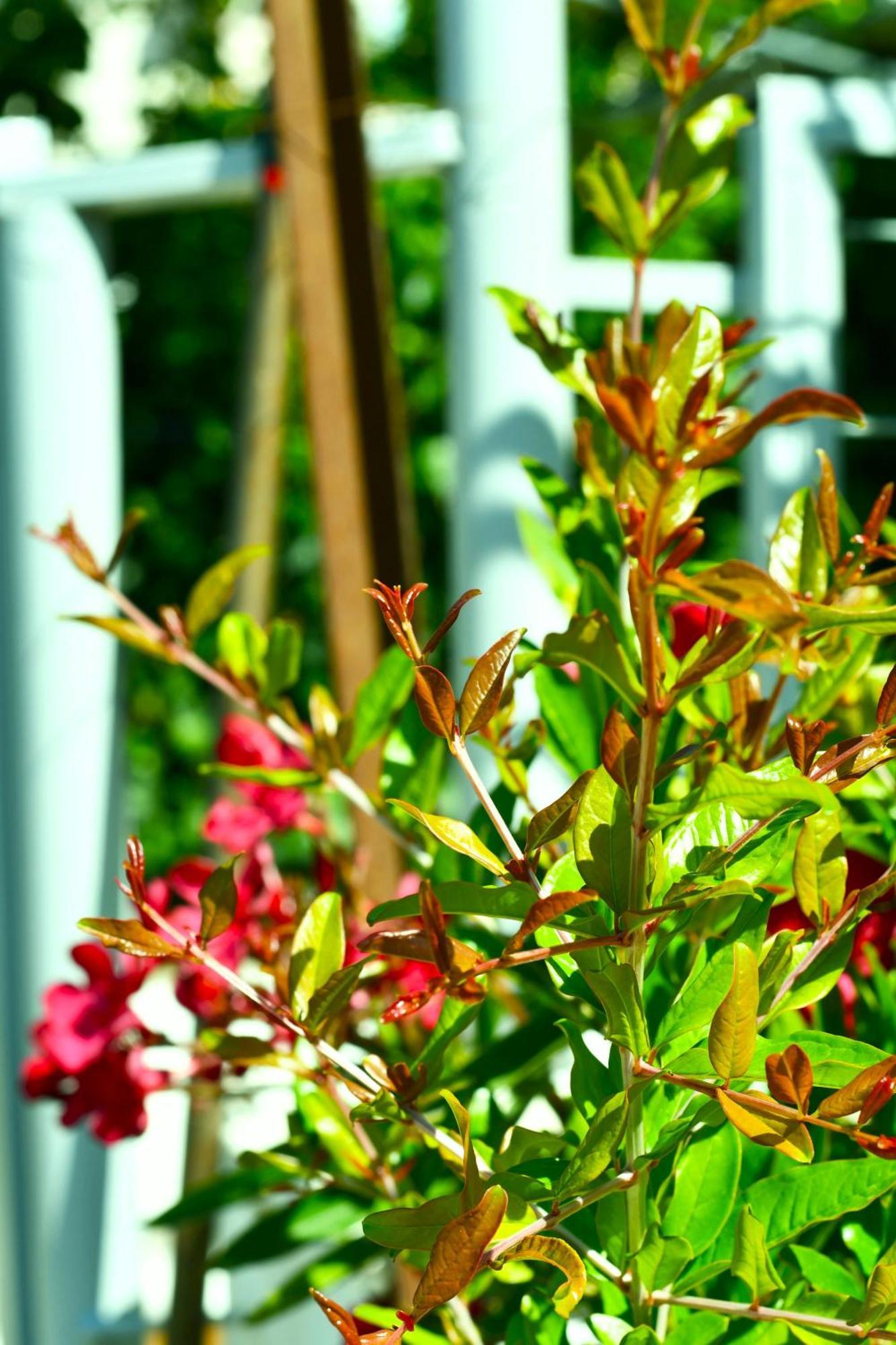 Garden Rooms Himare Ngoại thất bức ảnh